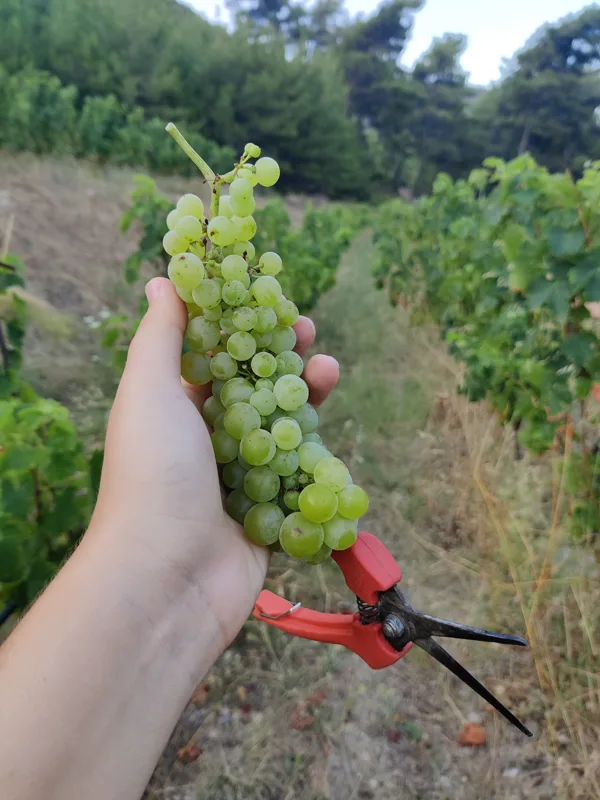 Kostaki Naturwein Kostaki Naturwein