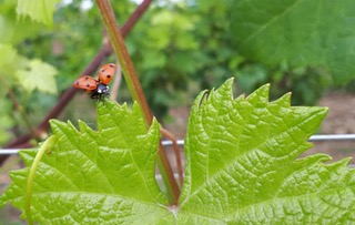 Naturweine Naturwein aus Slowenien